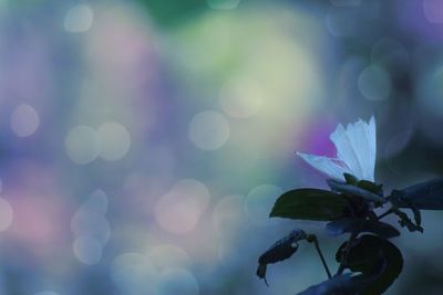 Close-up of flower blooming outdoors