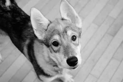 High angle portrait of dog relaxing on floor