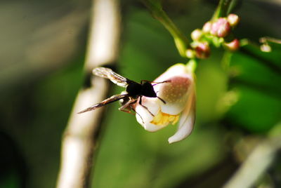 Close-up of insect pollinating on flower