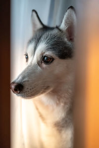 Close-up of dog looking away