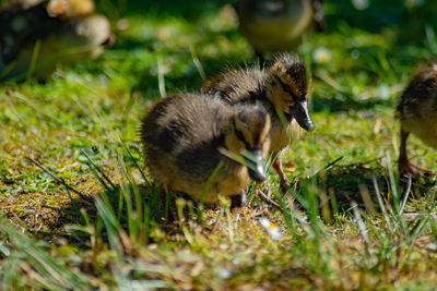 View of a bird on field