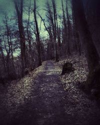 Trees in forest