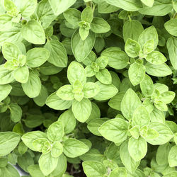 Full frame shot of plants