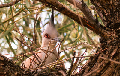 Close-up of bird perching on tree