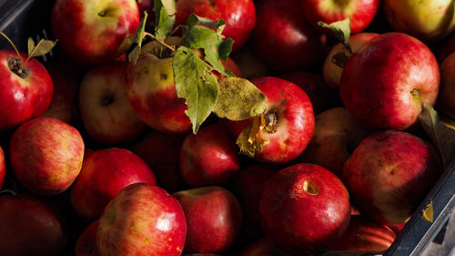 Close-up of strawberries