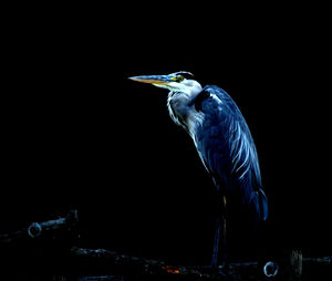 Close-up of bird perching on black background