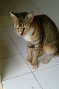 High angle view of cat at home