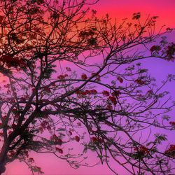 Low angle view of pink flowering tree against sky