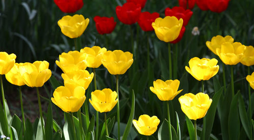 Close-up of yellow tulips growing on field