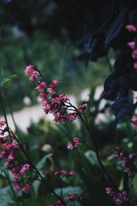 Close-up of pink flowering plant in park