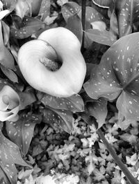 Close-up of flowers