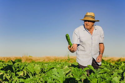 Senior man in straw hat holding ripe green zucchini while harvesting vegetables in sunny summer day in countryside looking away