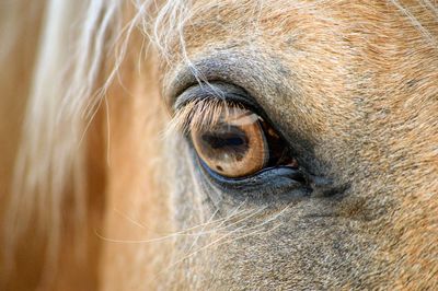 Close-up of horse eye