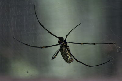 Close-up of spider on web