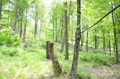 View of trees in forest