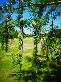 Close-up of pine tree