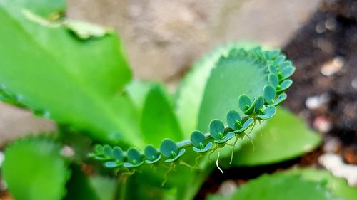 Close-up of wet plant leaves