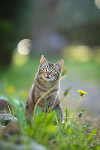 Cat sitting on a field