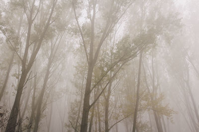 Low angle view of trees against sky