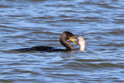 Duck swimming in a lake