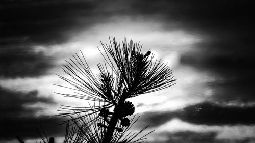 Close-up of silhouette tree against sky