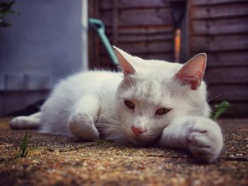 Close-up of cat