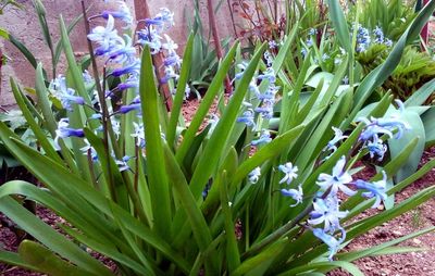 Close-up of flowers blooming outdoors