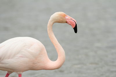 Close-up of a bird