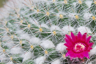 Close-up of cactus growing outdoors