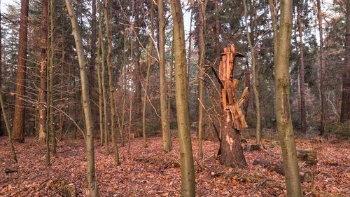 View of trees in forest