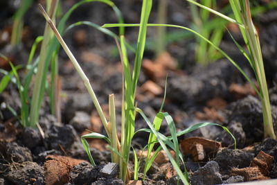 soil