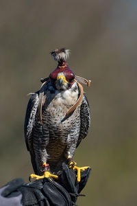 Close-up of bird perching outdoors