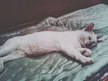 High angle view of cat sleeping on bed