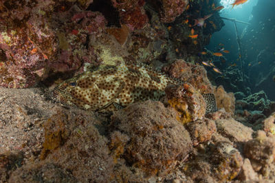 Fish swimming in sea