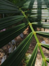 Close-up of bamboo plant on field