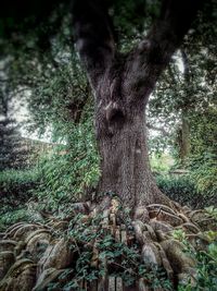 Trees in forest