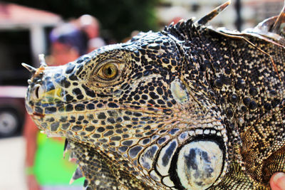 Close-up of a turtle