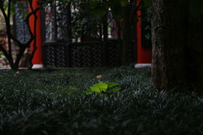 Close-up of plants against trees