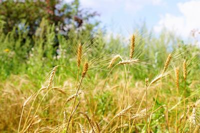 Close-up of stalks in field against sky