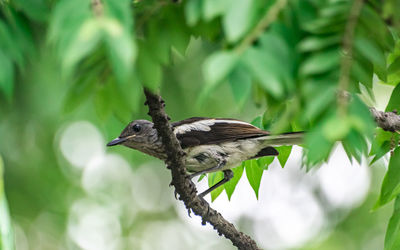 Close-up of a bird perching on a branch