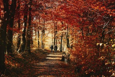 Rear view of man walking on autumn trees in forest