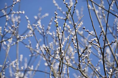 Low angle view of white flowers against blue sky