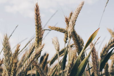 Close-up of wheat growing on field against sky