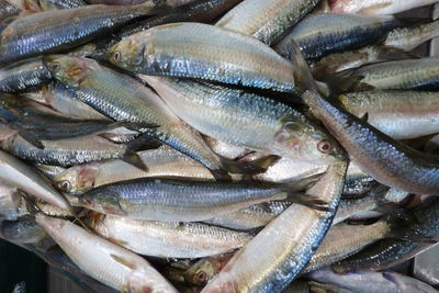 Full frame shot of fish for sale at central market in sharjah, uae.