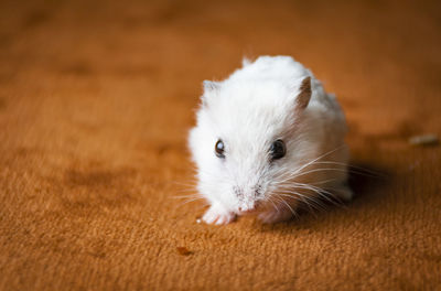 Portrait of white cat