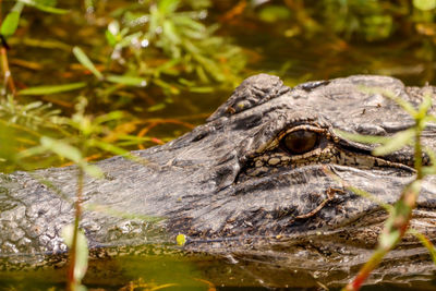 Close-up alligator head in wetlands side view head close-up reflection in eye