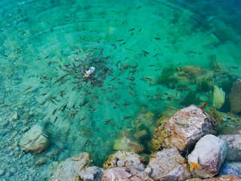 High angle view of fish swimming in sea