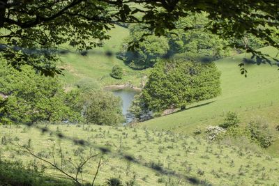 High angle view of trees on field