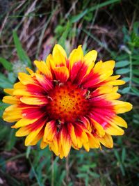 Close-up of yellow flower on field