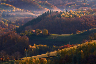 High angle view of trees in forest